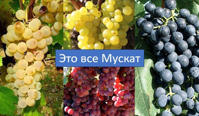 Грозди разных мускатов: белый, розовый и чёрный