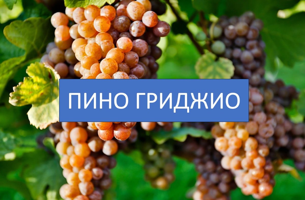 Грозди Пино Гриджио с розовато-серой кожицей