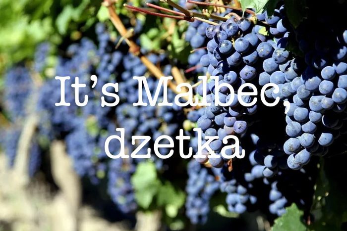 Грозди Мальбека на лозе