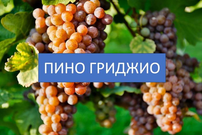 Грозди Пино Гриджио с розовато-серой кожицей
